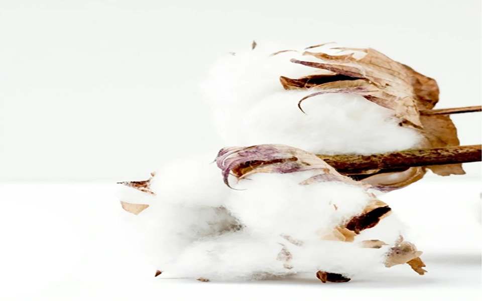 Cotton Collection